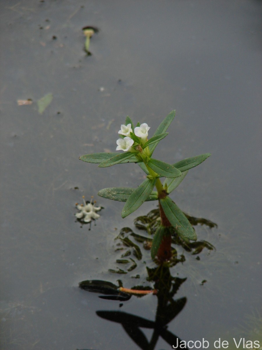 Limnophila heterophylla (Roxb.) Benth.